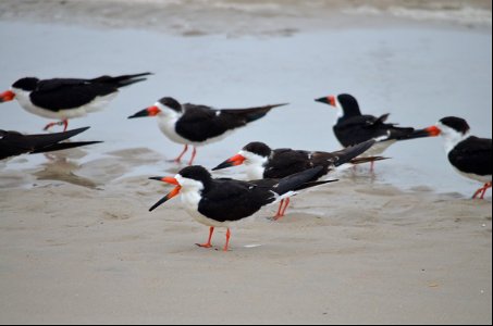 A group of black skimmers in the foreshore on Bodie Island Spit photo