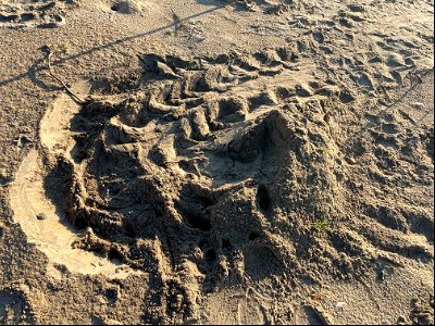 Loggerhead sea turtle nest site.