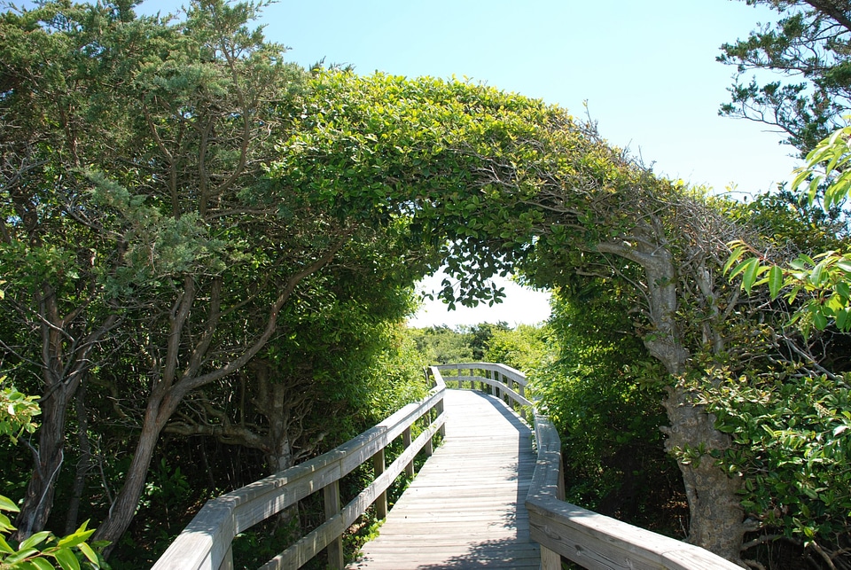 Sunken Forest Fire Island National Seashore