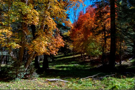 Autumn on the Mogollon Rim