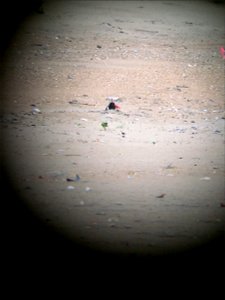 An American oystercatcher incubating a 3-egg nest, South of Ramp 38 in the VFA
