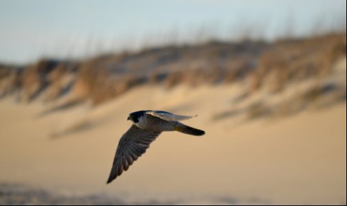 A peregrine falcon mid-flight