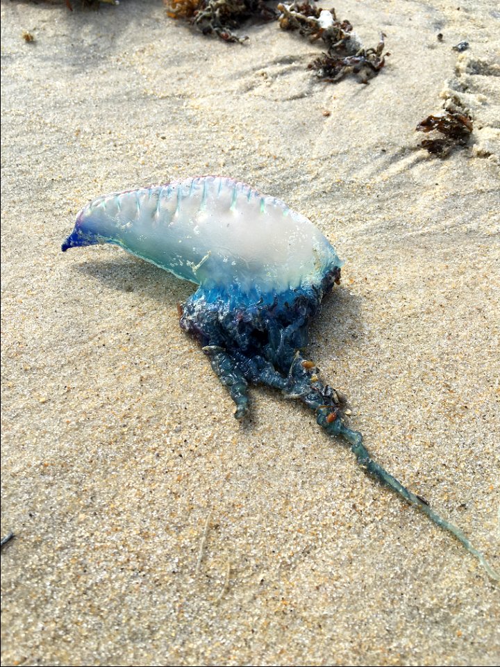 Portuguese man o war that has washed-in from rough surf on Bodie Island