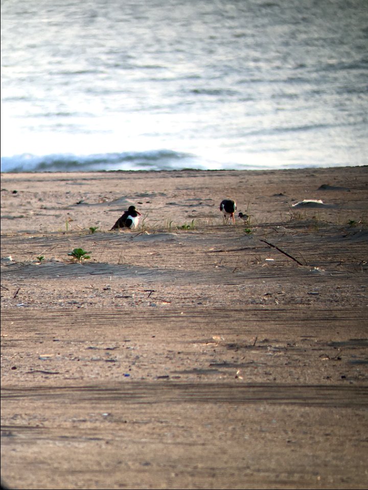 Cape Point American oystercatcher adults teaching their young to feed on mole crabs