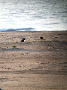 Cape Point American oystercatcher adults teaching their young to feed on mole crabs