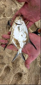 Permit fish caught during Surf with a Ranger program photo