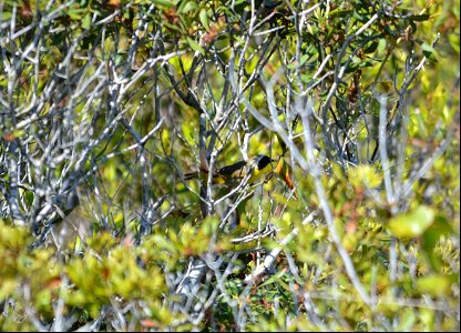 A common yellowthroat on Bodie Spit photo