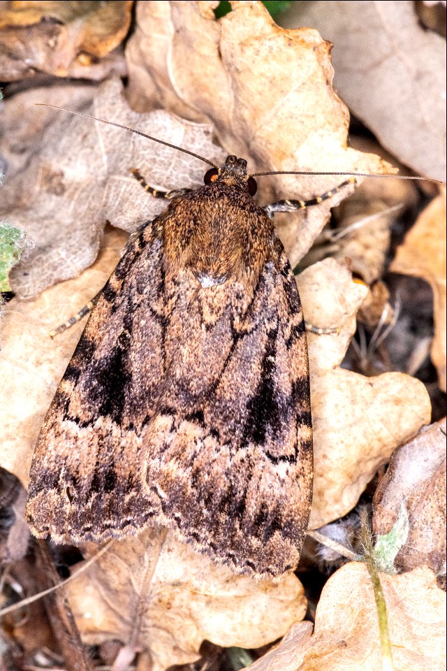 Amphipyra pyramidea (Linnaeus, 1758)