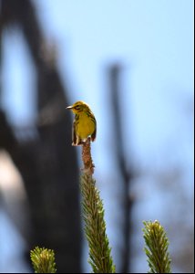 Prairie warbler vocalizing near Lighthouse Rd on Bodie Island