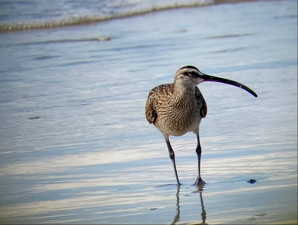 Whimbrel foraging along the foreshore near Ramp 63