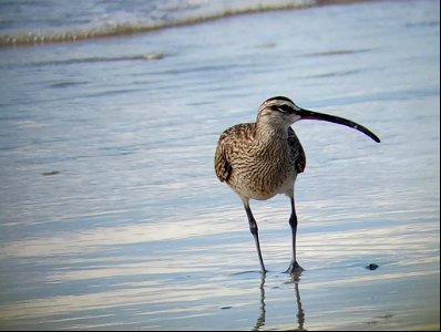 Whimbrel foraging along the foreshore near Ramp 63