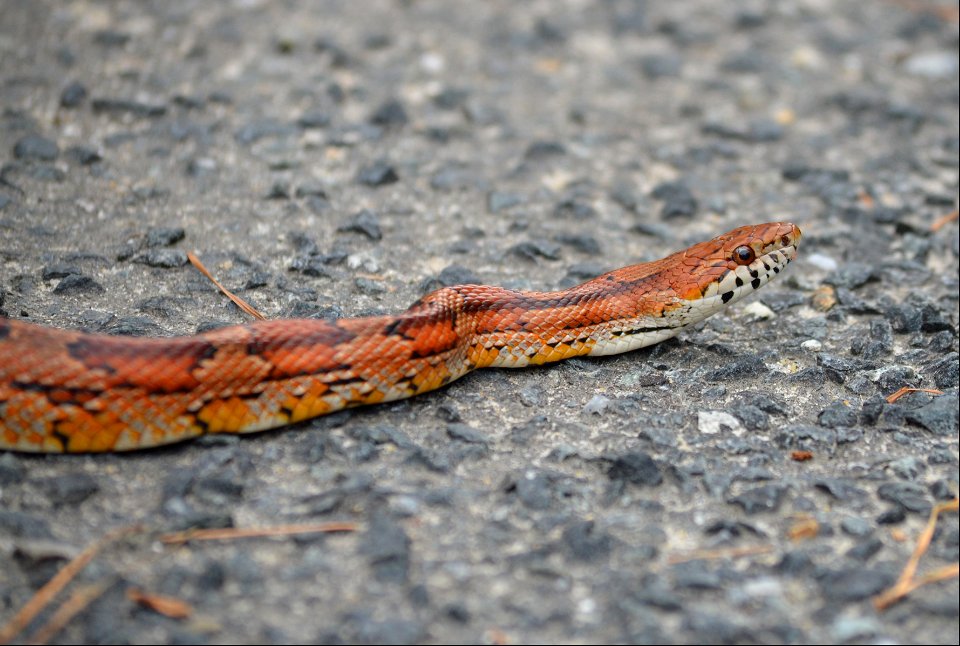 A corn snake slithers across a service road near the Bodie Lighthouse