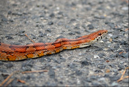 A corn snake slithers across a service road near the Bodie Lighthouse