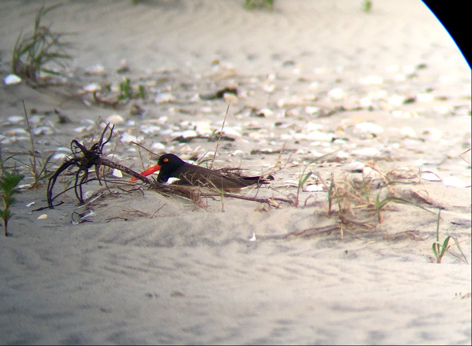 An incubating American oystercatcher on Bodie Spit