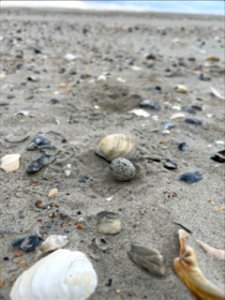 Least tern egg located near Ramp 72 on Ocracoke Island