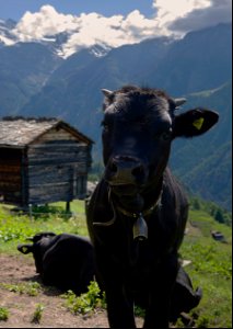 Jeune vache d'Hérens
