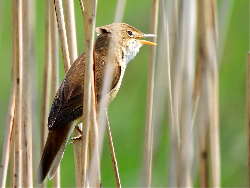 Kleine karekiet