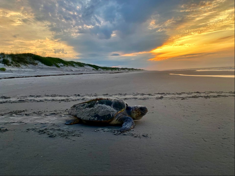 Ocracoke's first morning nester of the season was found 0.13 miles north of Ramp 63 on June 15