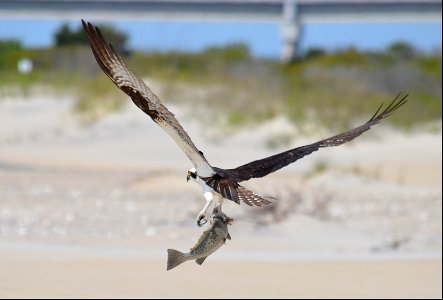 An osprey with a freshly caught meal on Bodie Spit photo