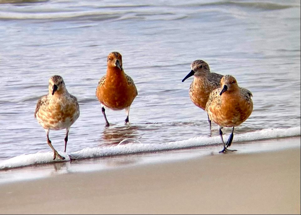 The red knots are migrating through Ocracoke currently - some with vibrant breeding plumage