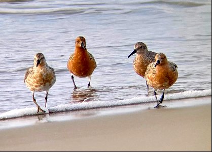 The red knots are migrating through Ocracoke currently - some with vibrant breeding plumage photo