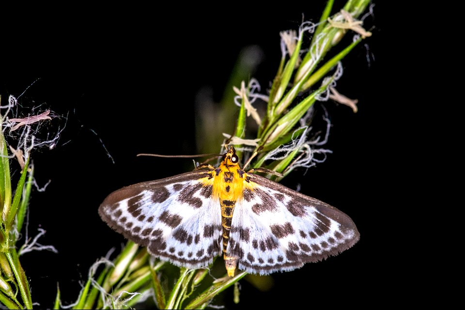 Anania hortulata Linnaeus,1758