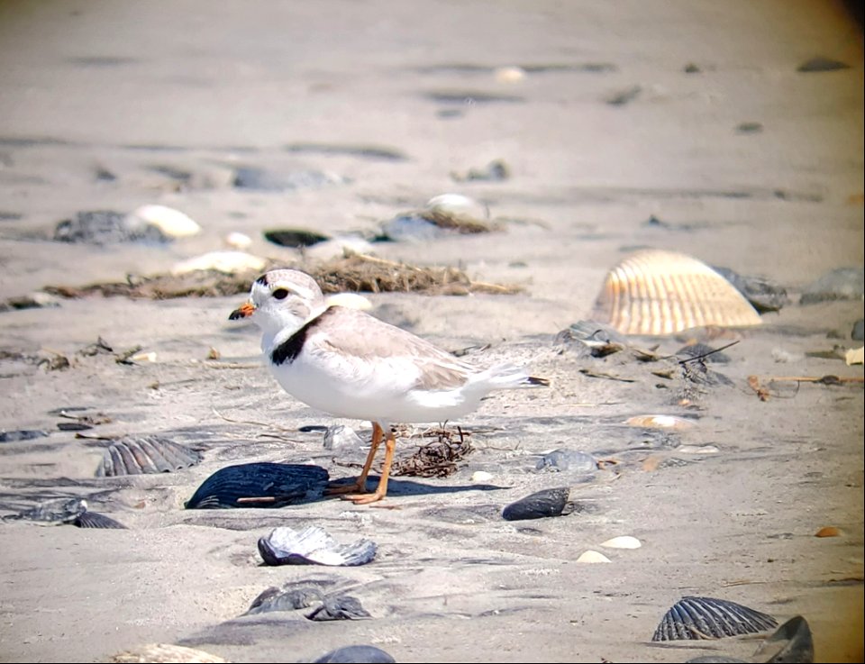 A piping plover on South Point