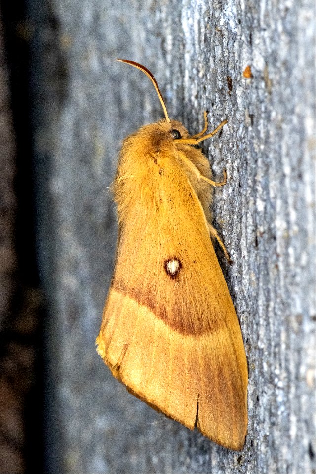 Lasiocampa quercus (Linnaeus, 1758) ♀