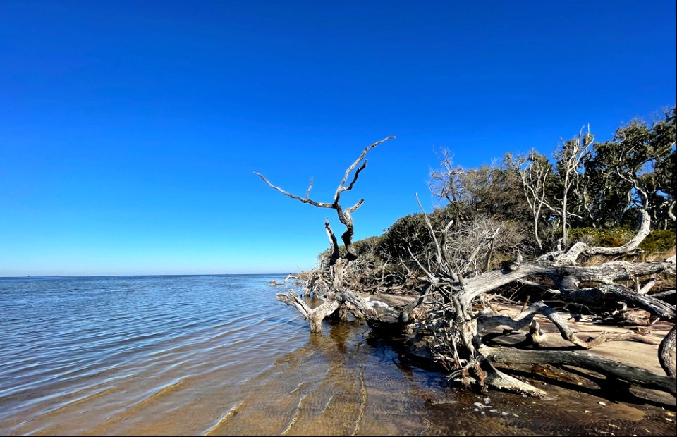 Remnants of a historic maritime forest north of Avon (Pamlico Sound)