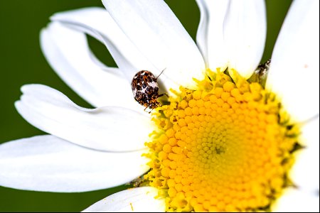 Anthrenus pimpinellae (Fabricius, 1775) photo