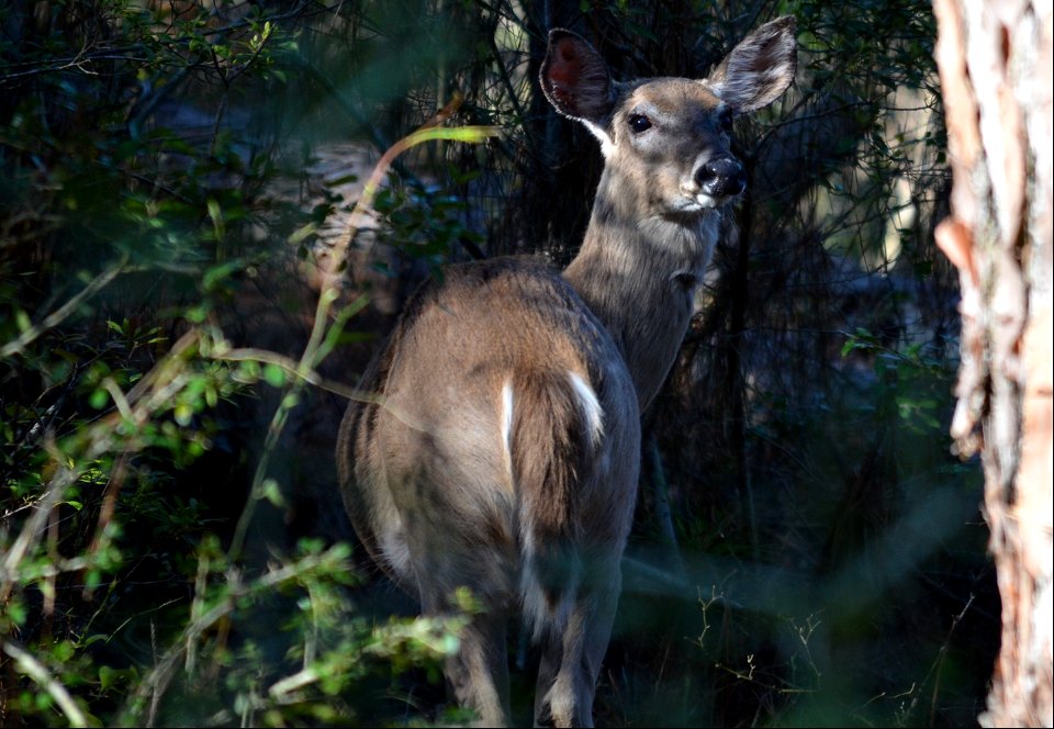 A white-tailed deer near the Bodie Island Lighthouse
