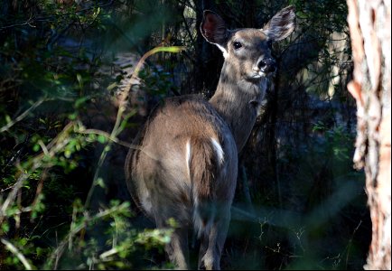 A white-tailed deer near the Bodie Island Lighthouse