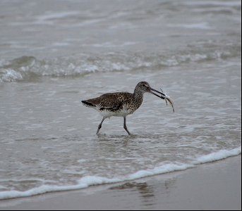 A Willet foraging near Ramp 59