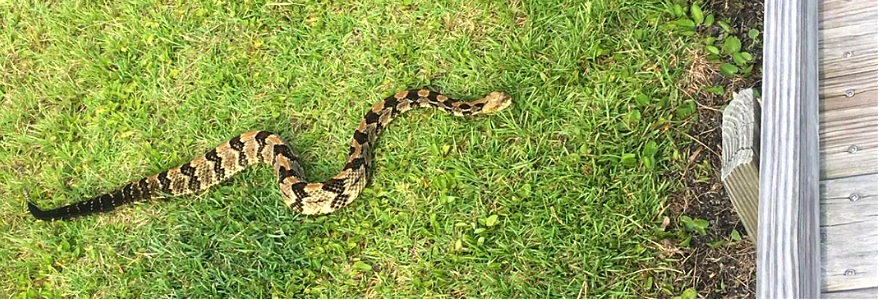 Rattlesnake near the Bodie Island Light Station boardwalk