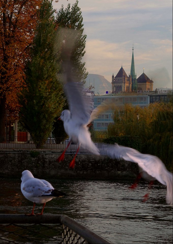 Genève en automne