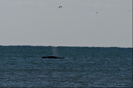 Northern Right Whale mother and calf pair off of the South Beach Road area headed around Cape Point