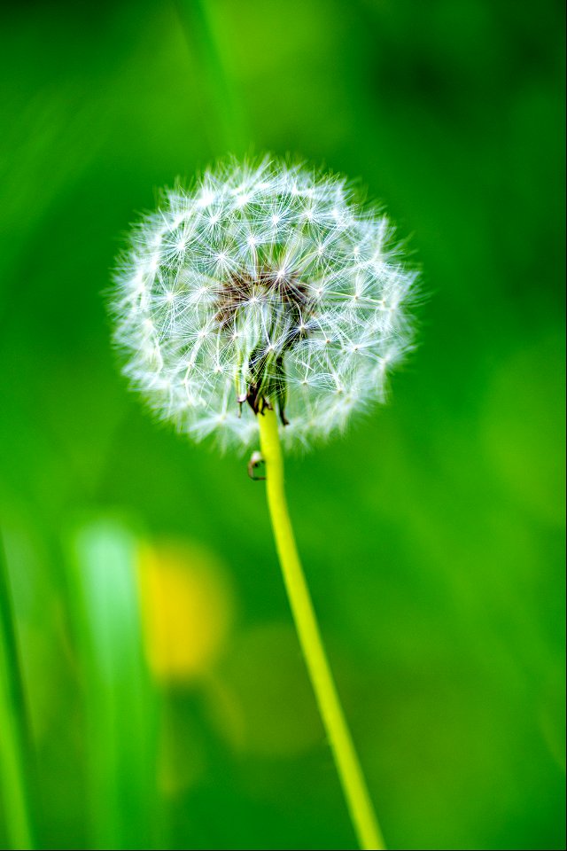 Dandelion (Taraxacum sp.)