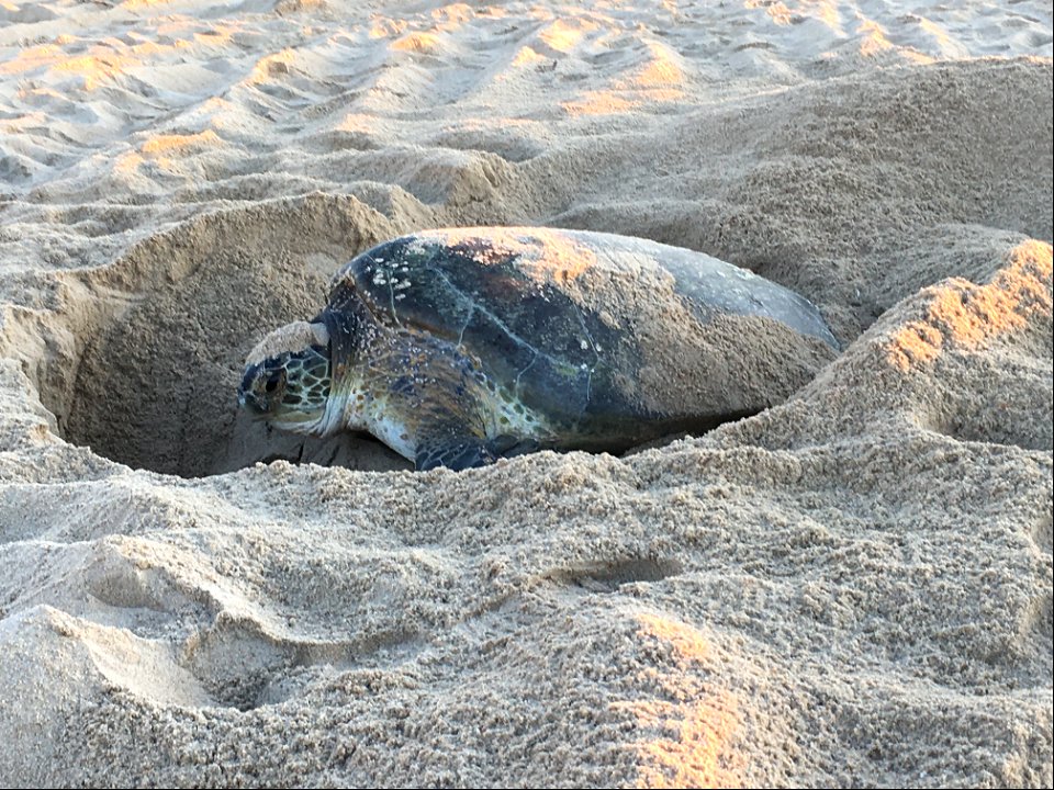 Green sea turtle finishing up nesting on the morning of June 17, 2021 at Ramp 44.