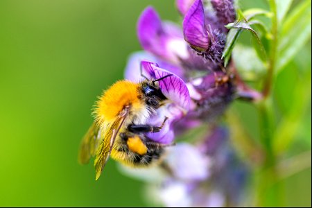 Bombus pascuorum (Scopoli, 1763) photo