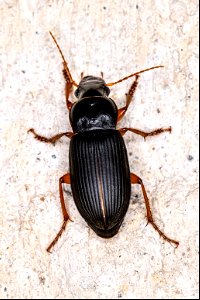 Pseudoophonus rufipes (De Geer, 1774) photo