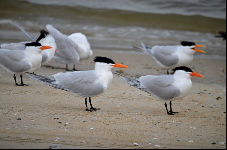 A group of royal terns on Bodie Spit photo