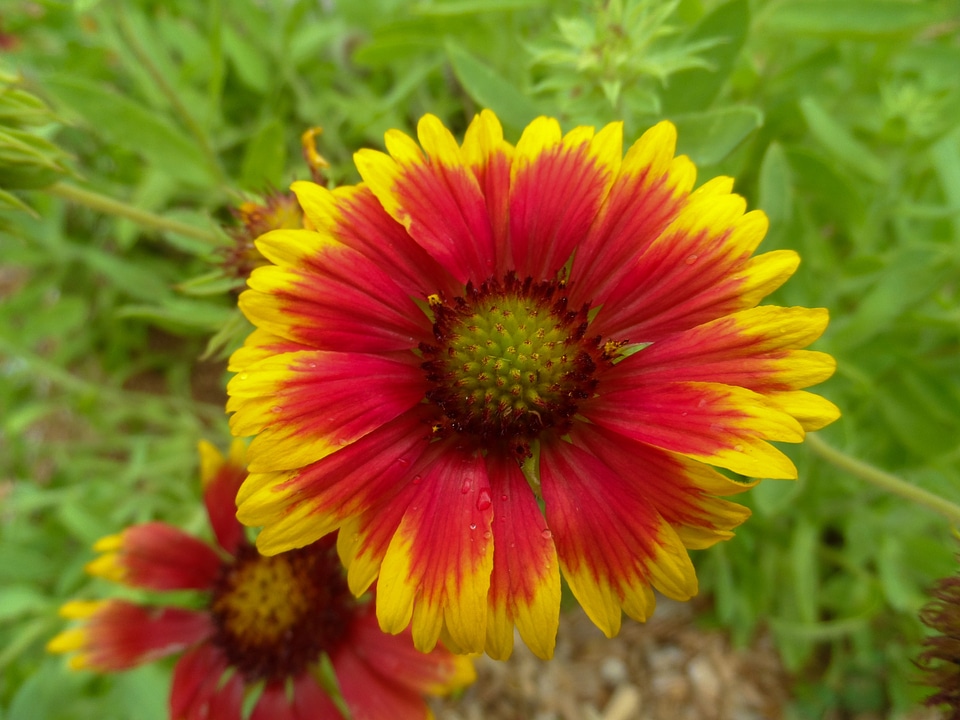 Gaillardia blanket flowers flower
