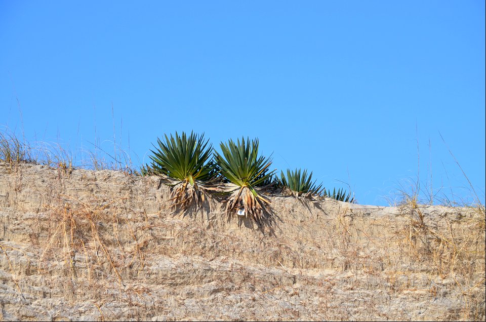 A group of yucca plants