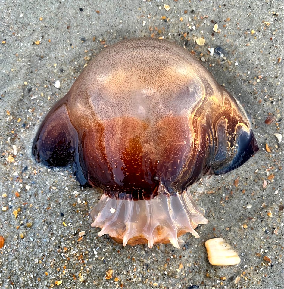 Washed up cannonball jellyfish on Ocracoke Island