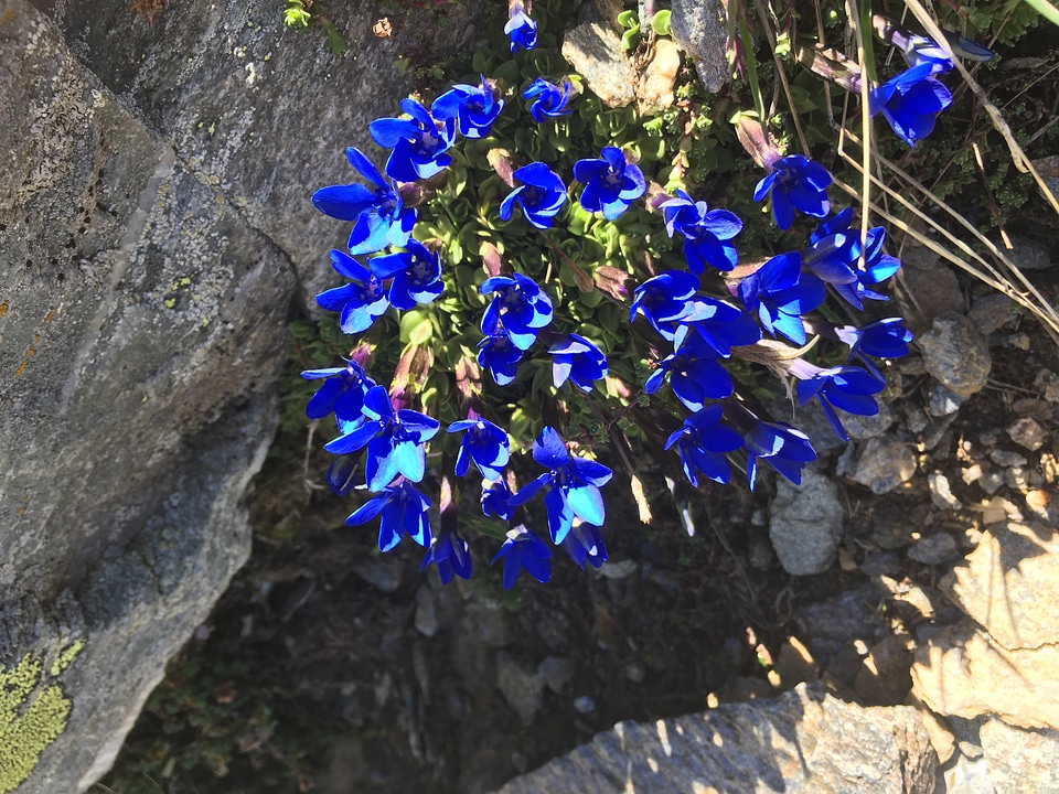 Hiking trail leading to the Oberrothorn