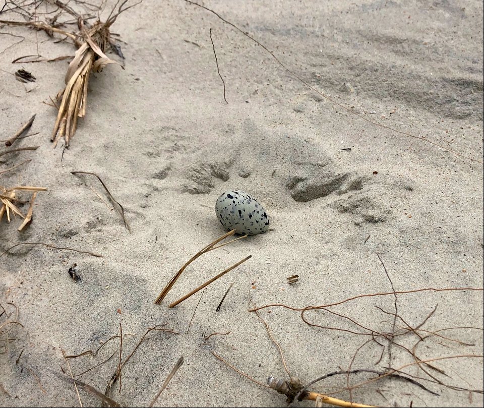 One egg American oystercatcher nest found south of Ramp 59 on Ocracoke Island