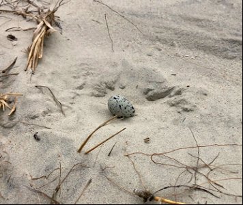 One egg American oystercatcher nest found south of Ramp 59 on Ocracoke Island photo