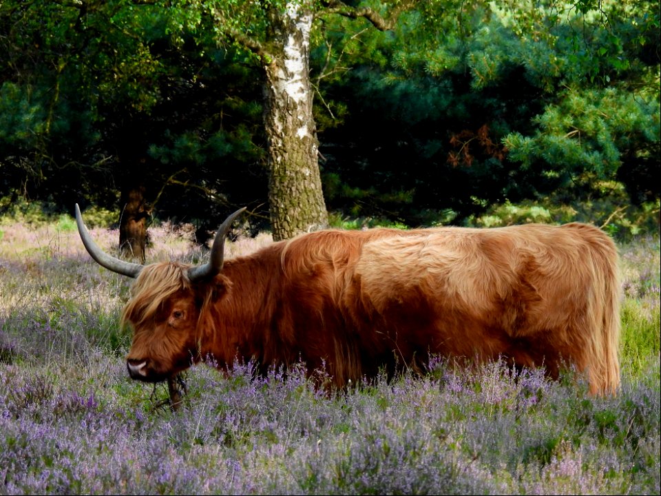 Schotse hooglander