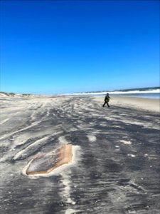 National Park Service employee walks the beach in search of debris.