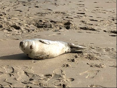 Harp Seal hauling out (basking) on the beaches within the Tri-villages this past week (03-23, 3-24-21) photo